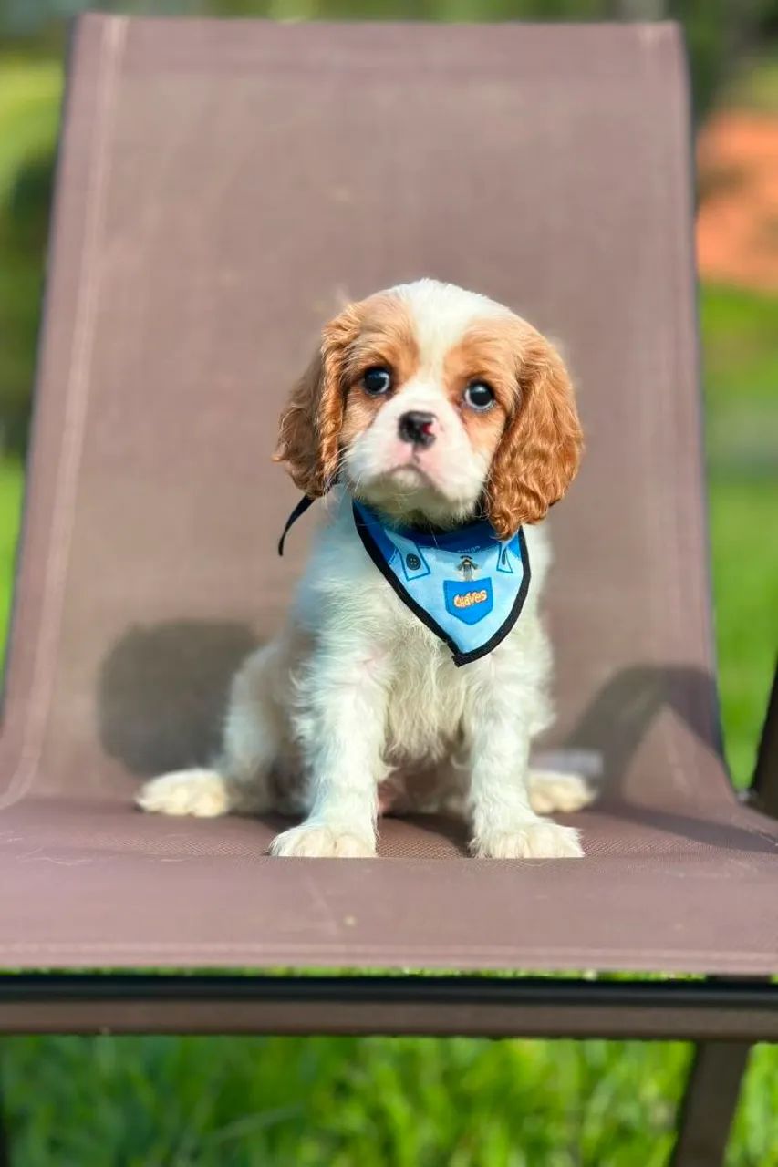 CAVALIER KING CHARLES SPANIEL ALTO PADRÃO!!