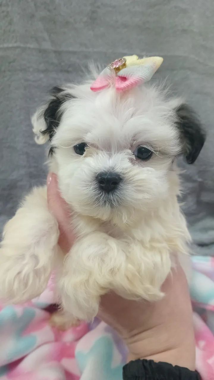 LHASA APSO 
