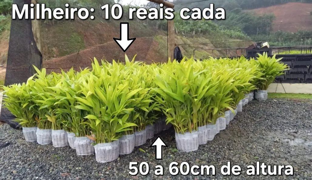 Mudas de Palmeira Real no atacado !!! - Foto 6