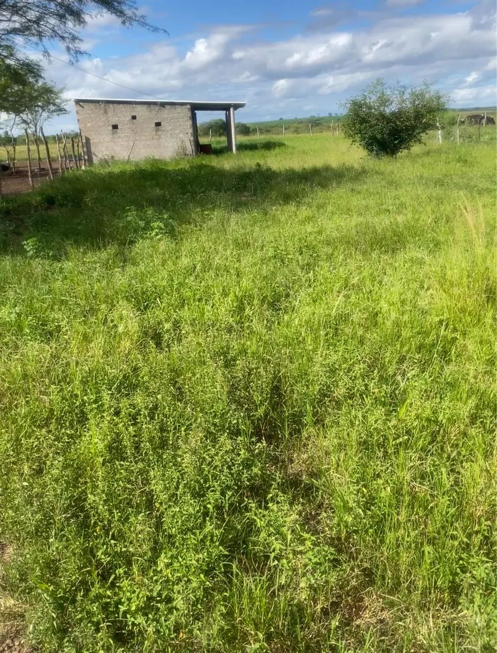 Terreno 15x70 com Casa, 2 Baias para Cavalos, Água e Energia - Feira Nova/SE - Foto 2