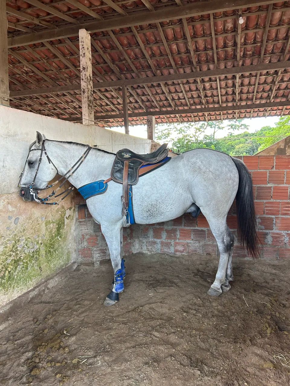 Cavalo pronto de direita para vender  - Foto 5