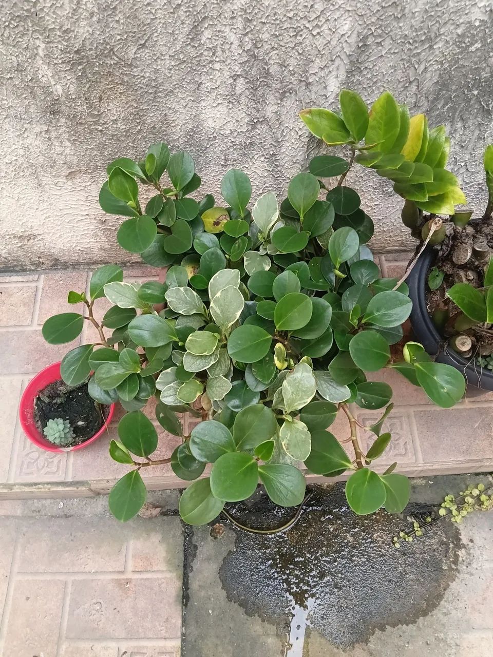 Plantas  - Foto 2