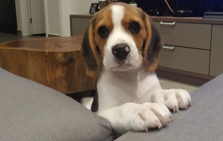 Beagle canil tricolor  - Foto 2