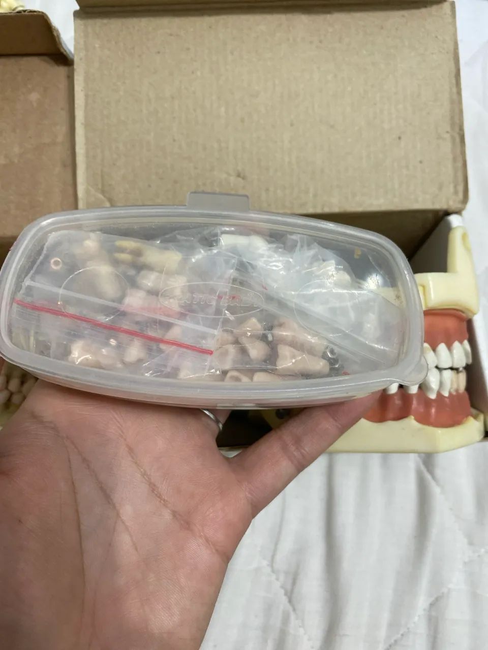 Kit manequim de perio e dentistica + dentes extras  - Foto 4