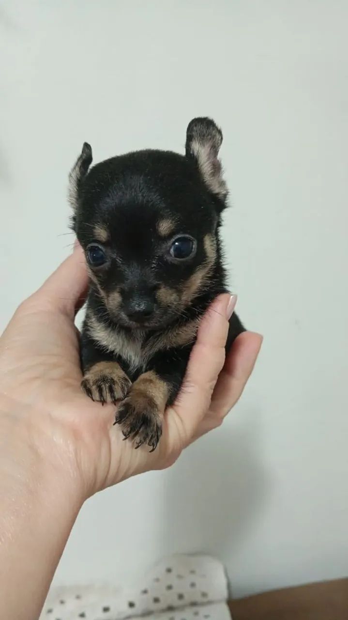 Pincher macho zero 