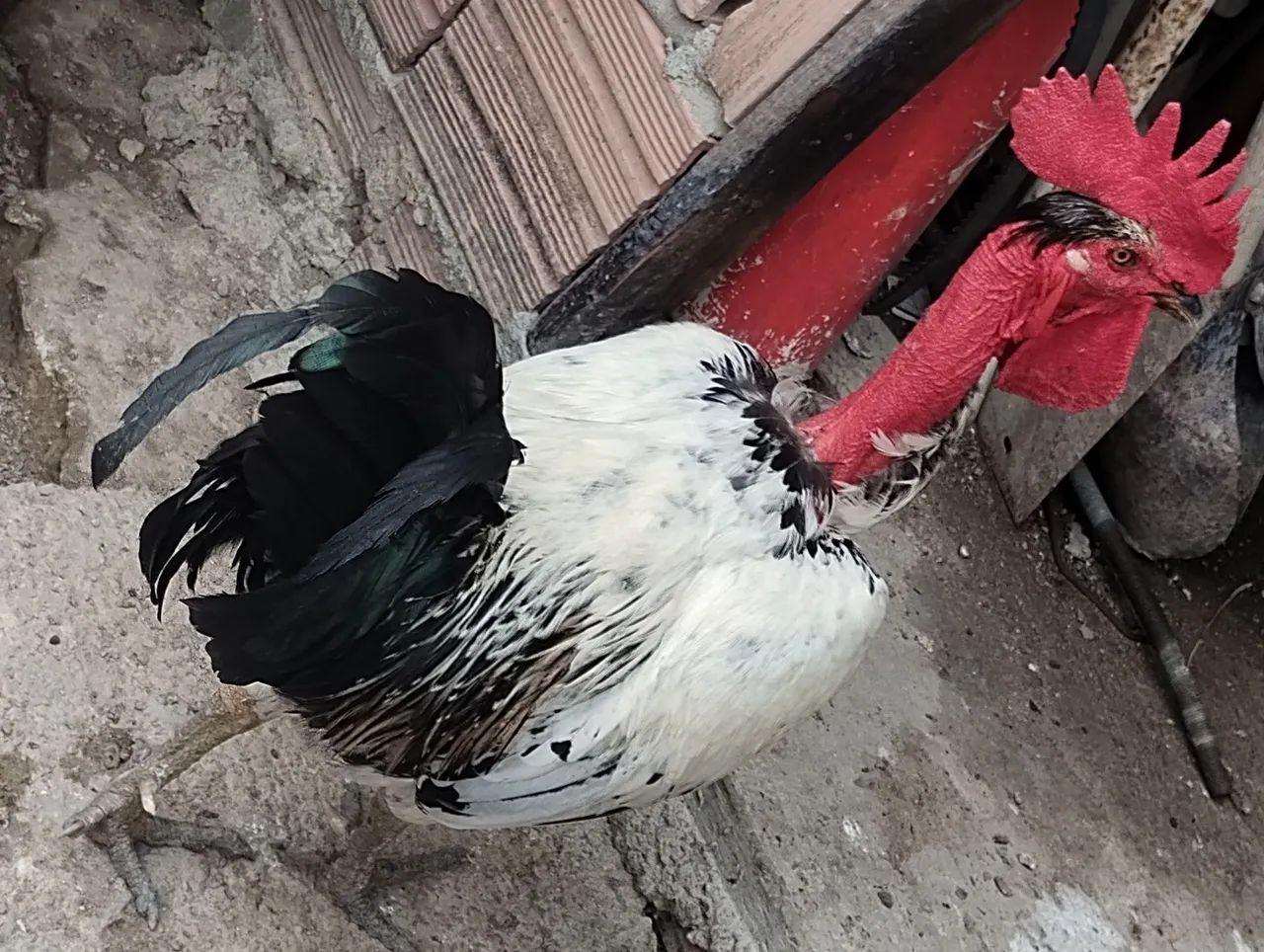 Frango e patos - Foto 2