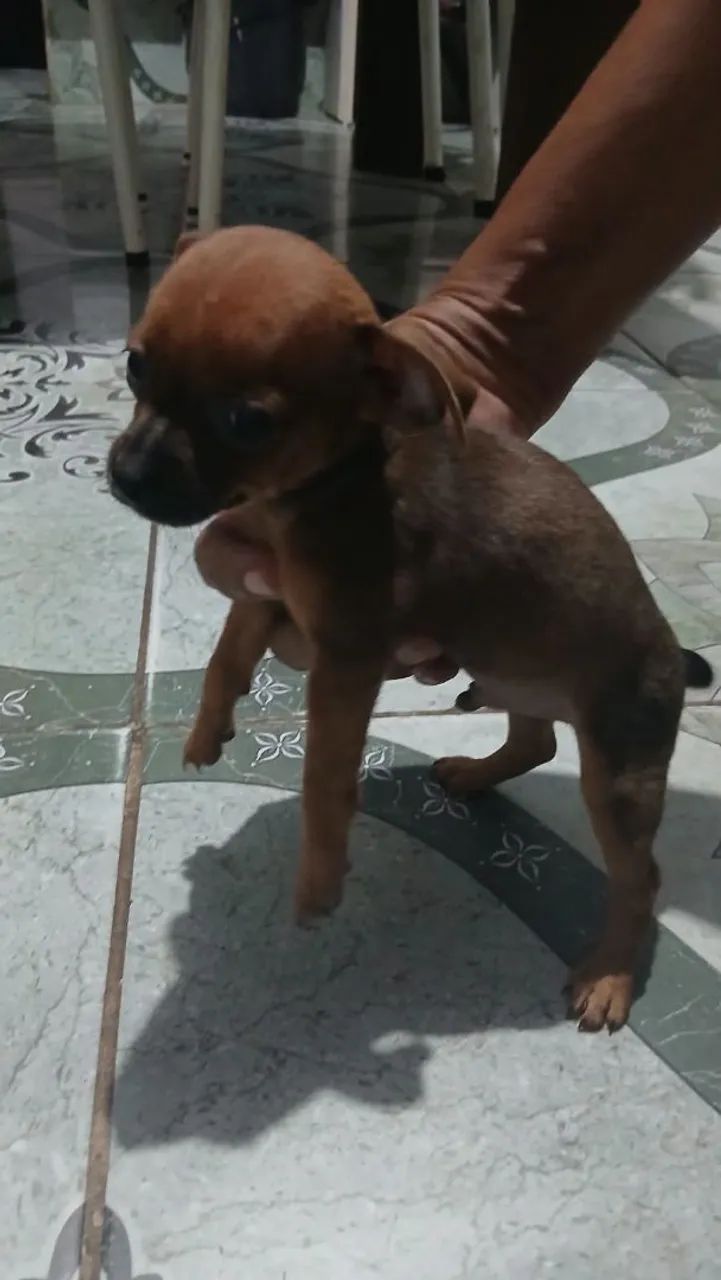 Cachorro pinscher  - Foto 2