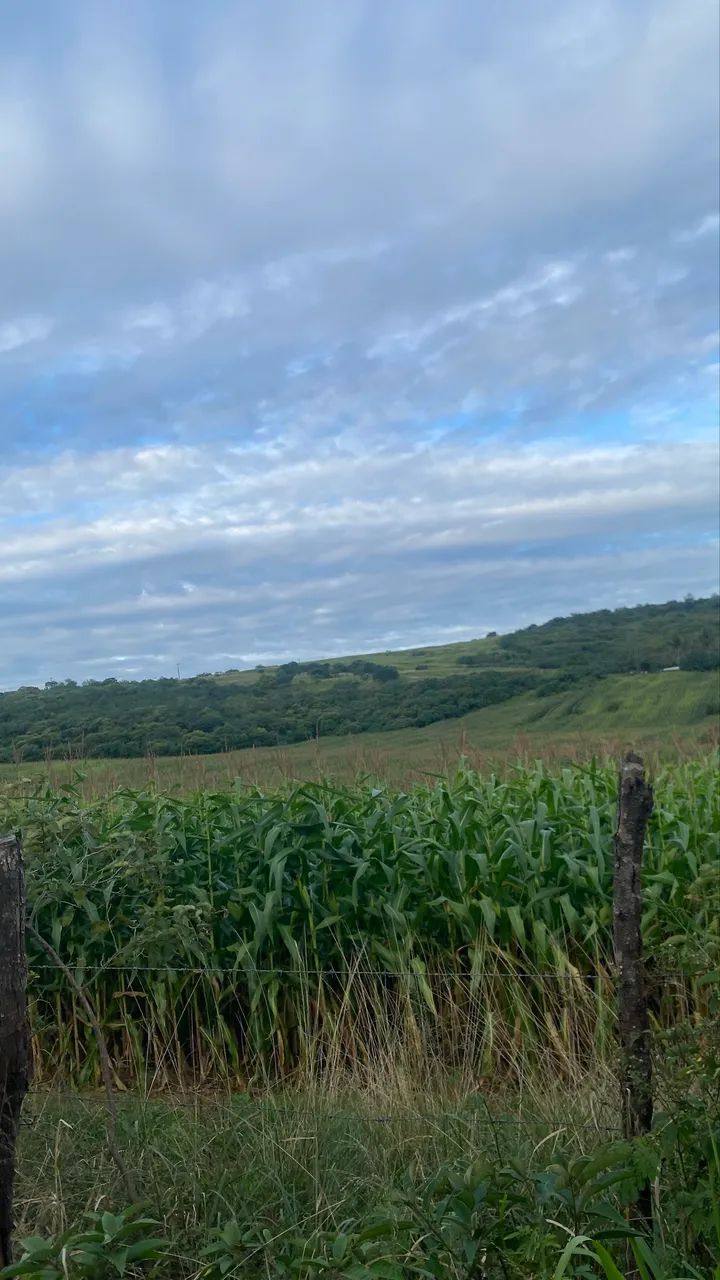 Vendo terreno de 27 tarefas em Japoatã  - Foto 2