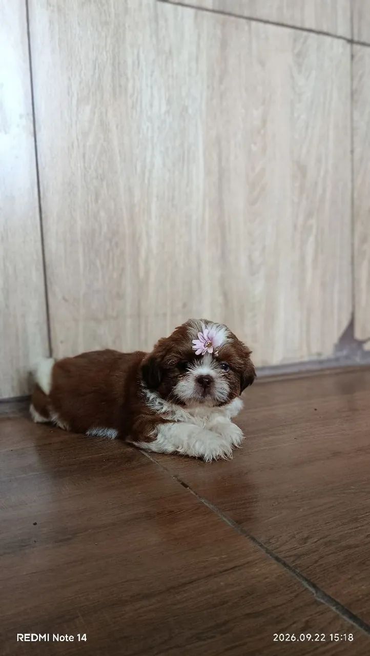 Vende -se  - Foto 3