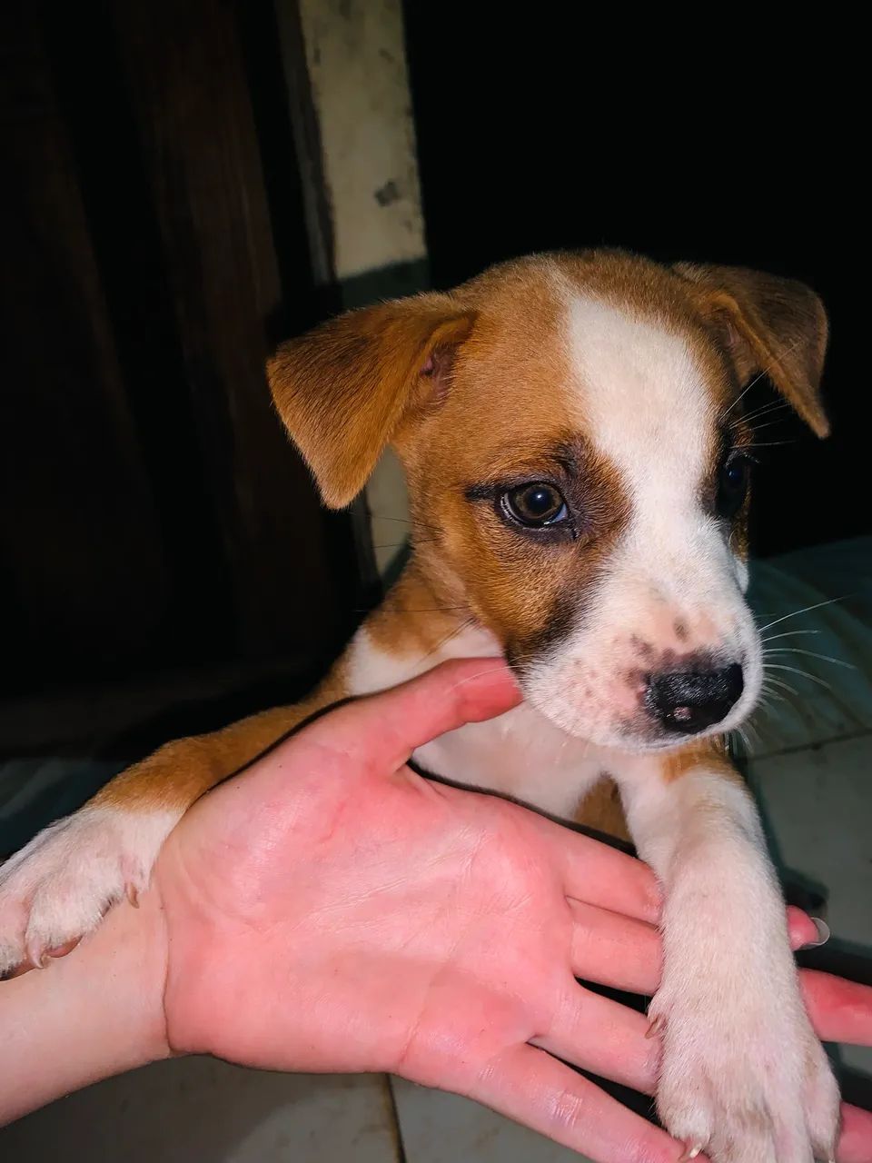Pitchow - Foto 3