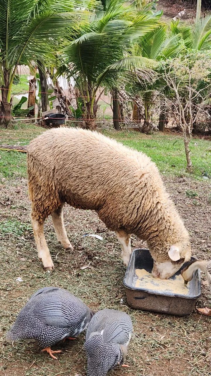Carneiro (Ovelha Macho ) - Foto 5