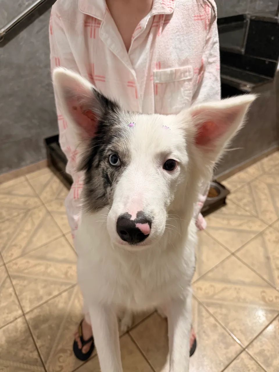 Vendo cadela Border Collie  - Foto 3