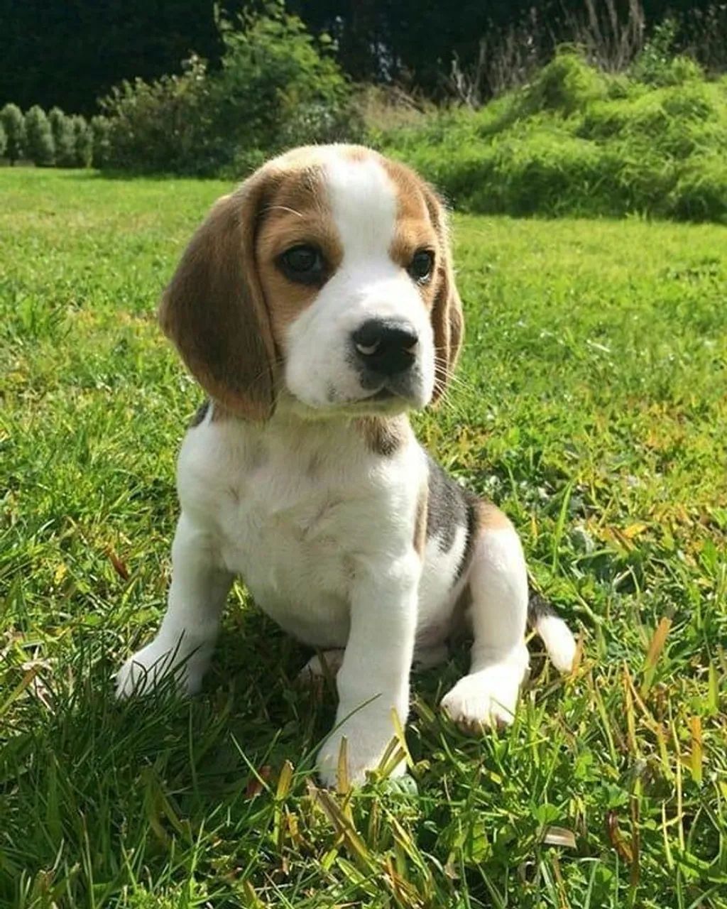 Filhotes de Beagle | Filhotes carinhosos e brincalhões