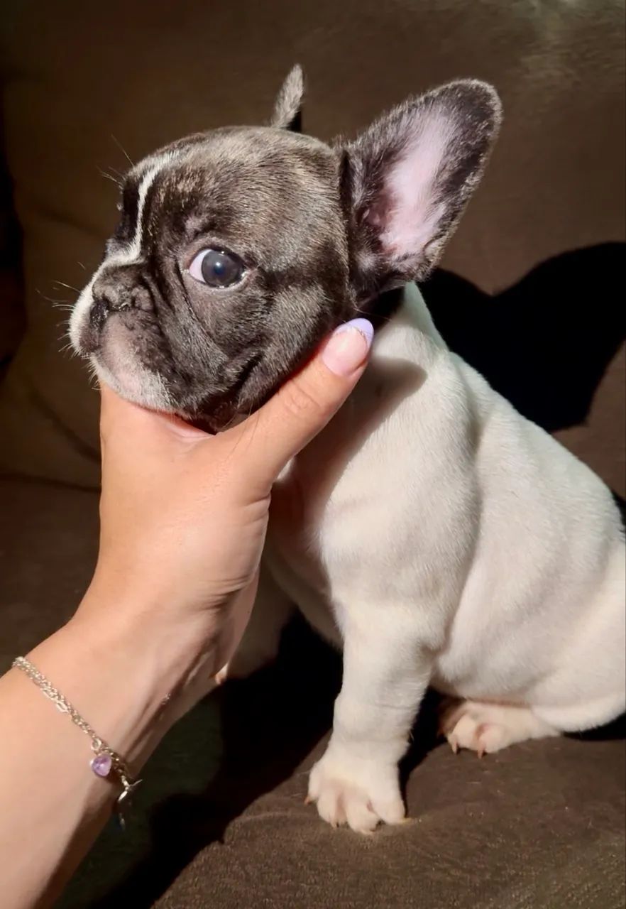 Buldogue francês filhotes  - Foto 3