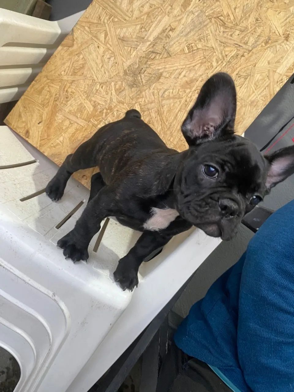 Buldogue francês  - Foto 3