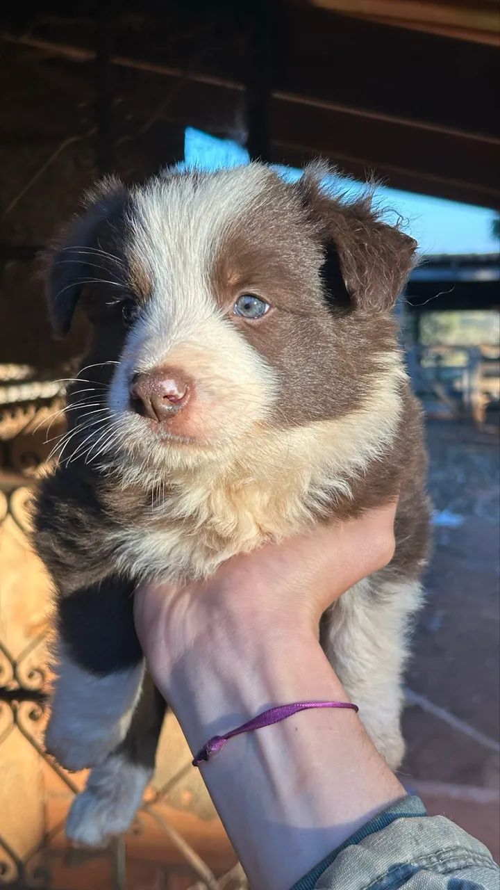 Boder collie  - Foto 3