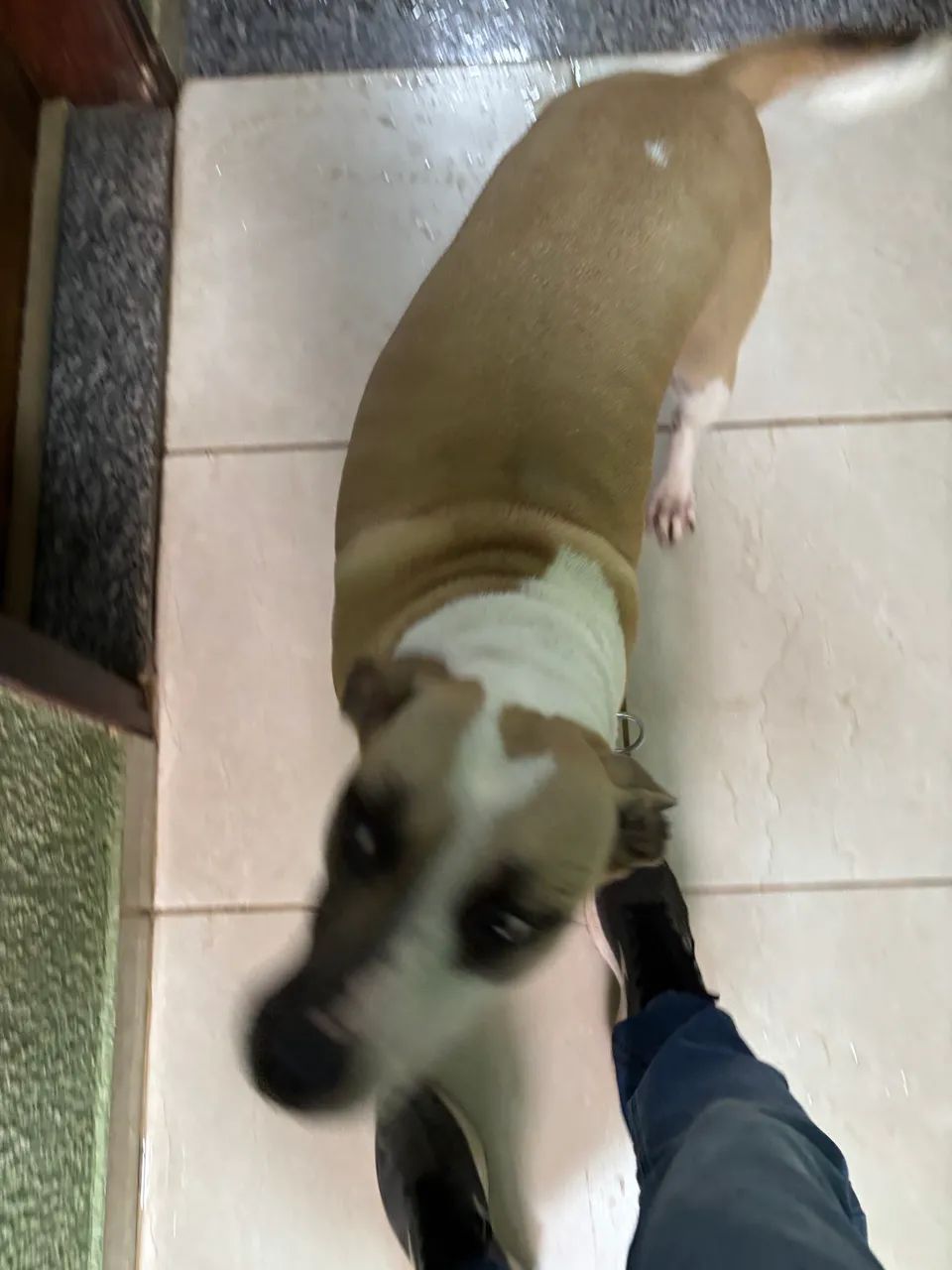 Doa-se Cachorra dócil  - Foto 4
