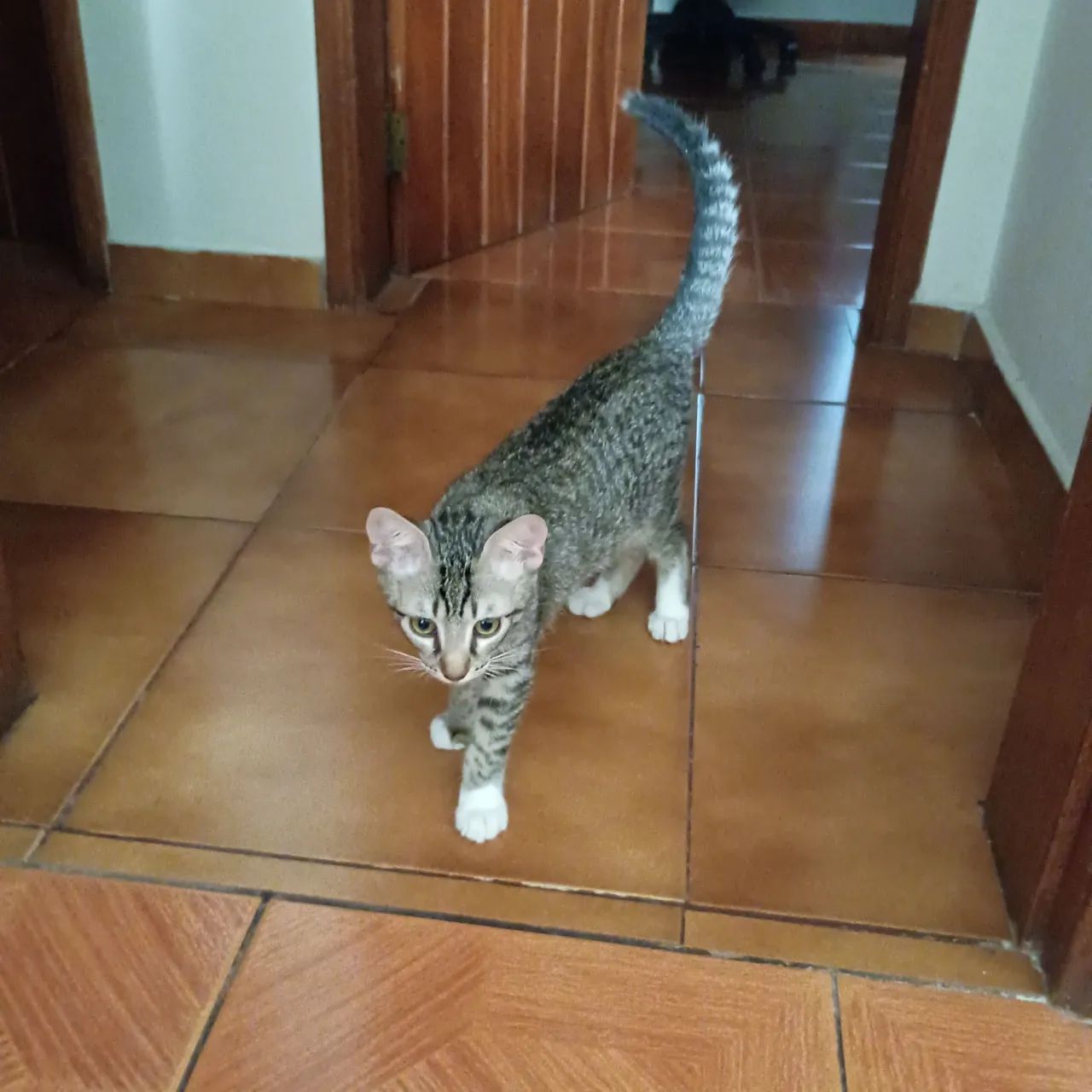 Gato para doação  - Foto 3