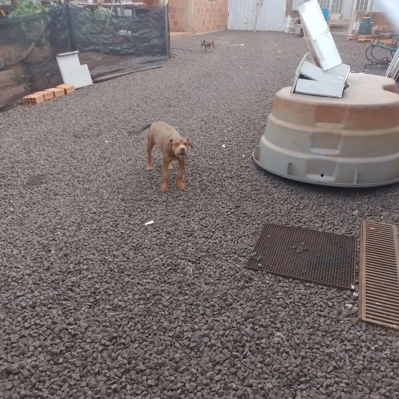 Cachorro pit bull terrier  - Foto 2