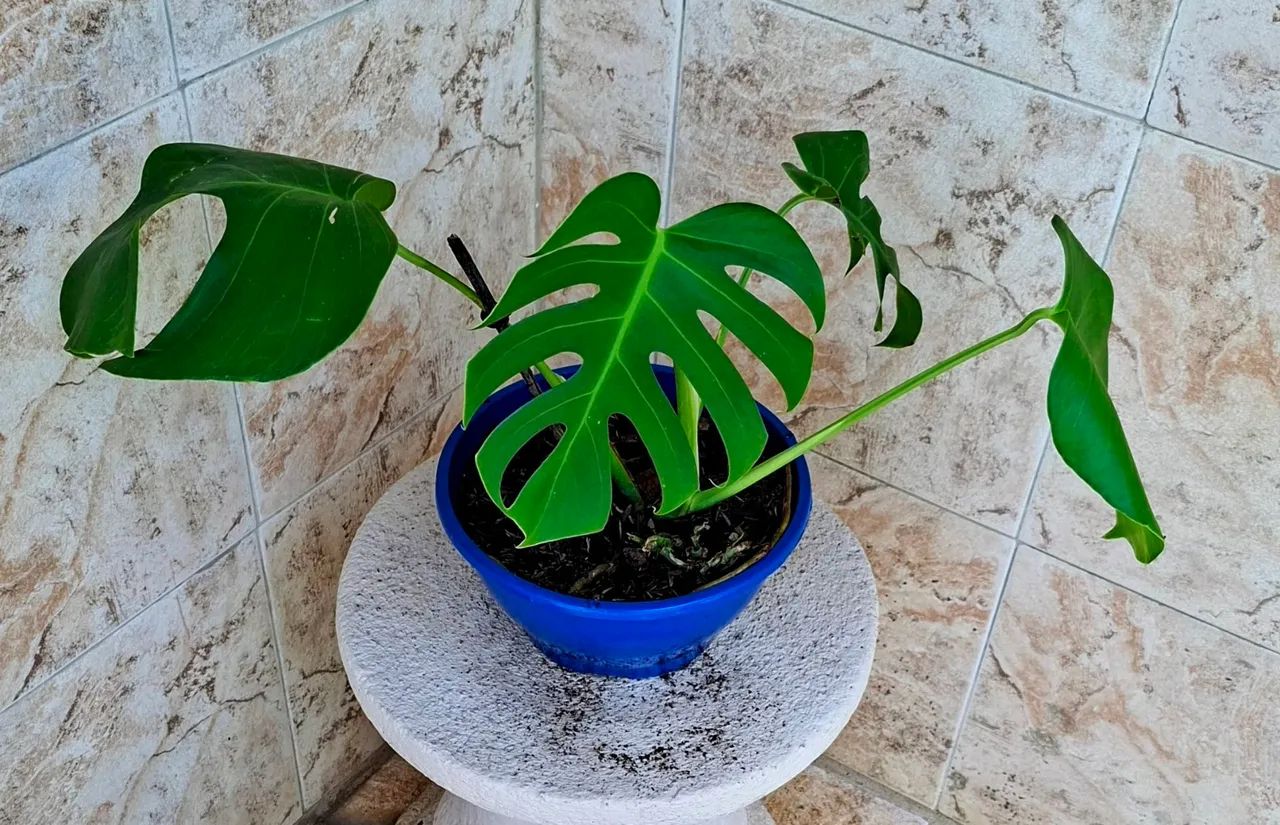 Vendo  - Foto 2