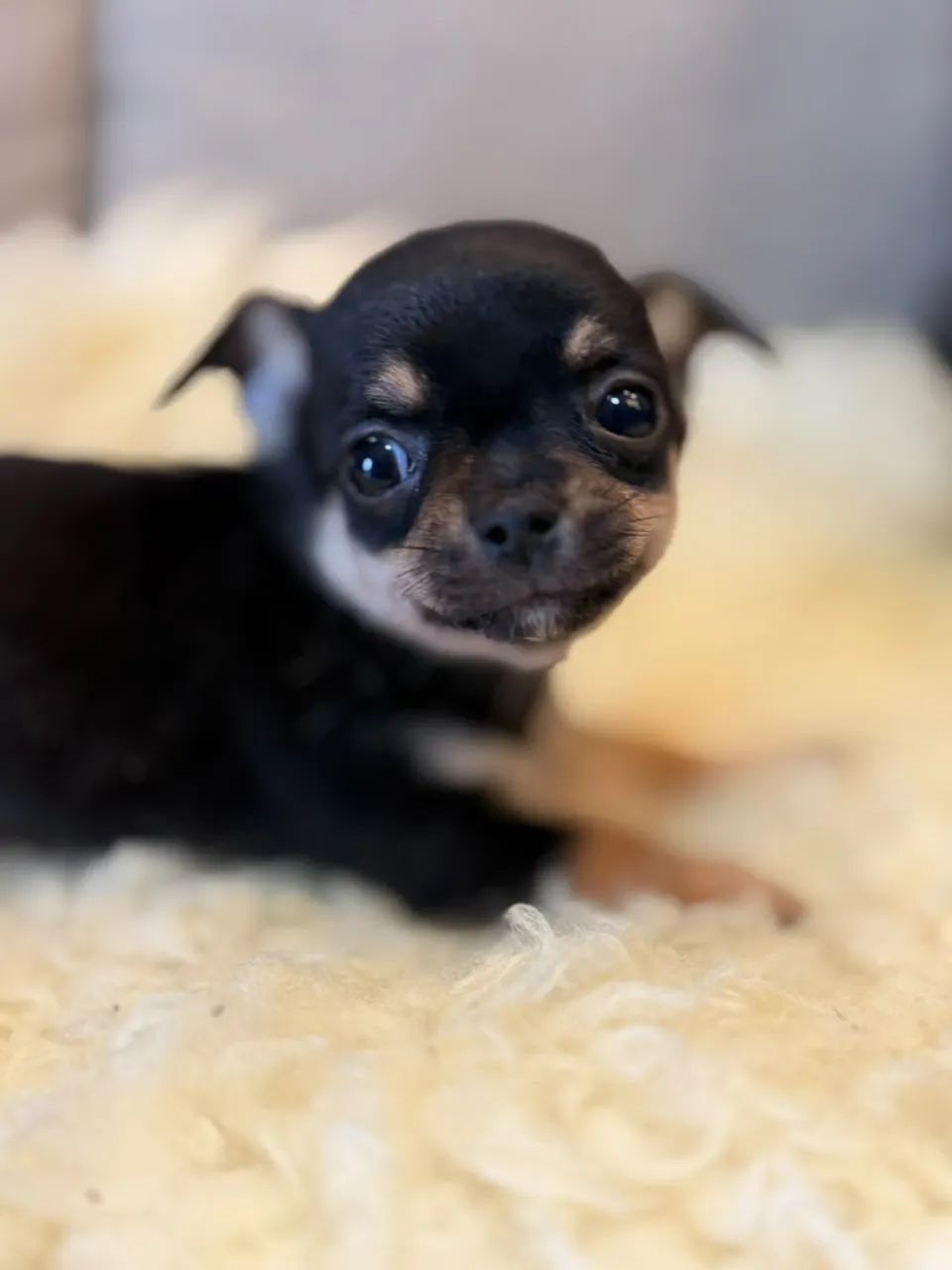 Cachorro  - Foto 3