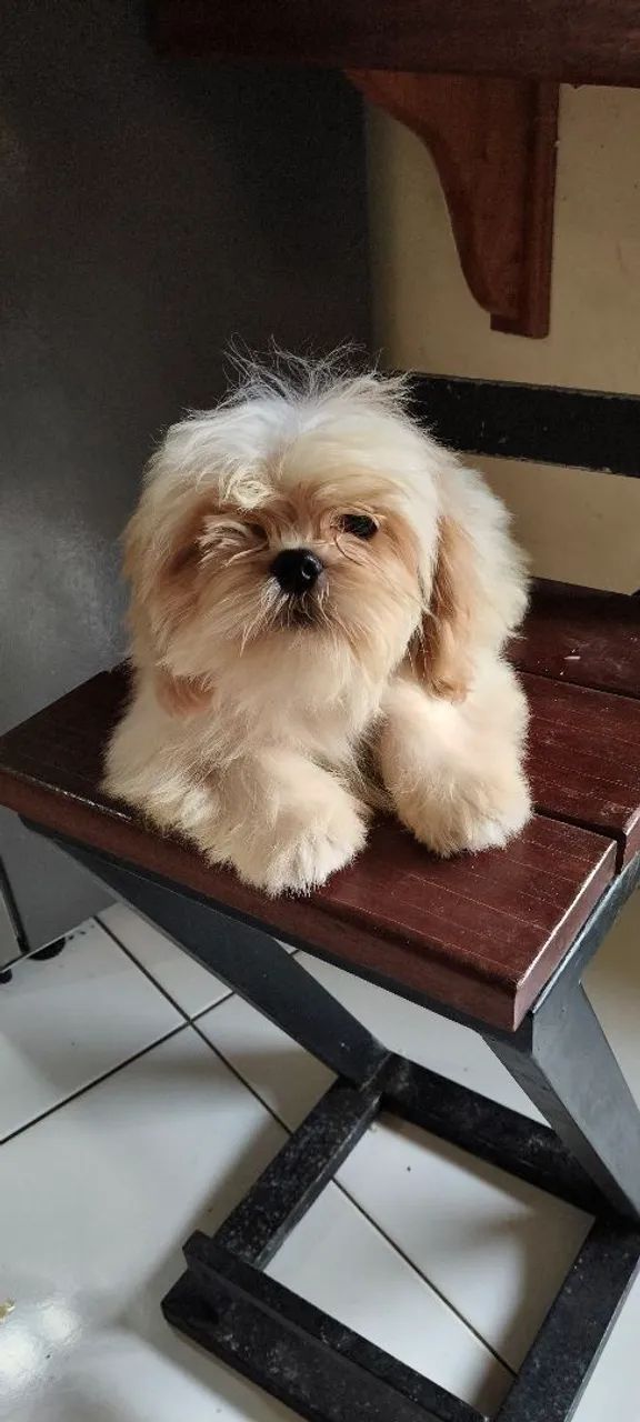 Shitzu 4 meses  - Foto 3