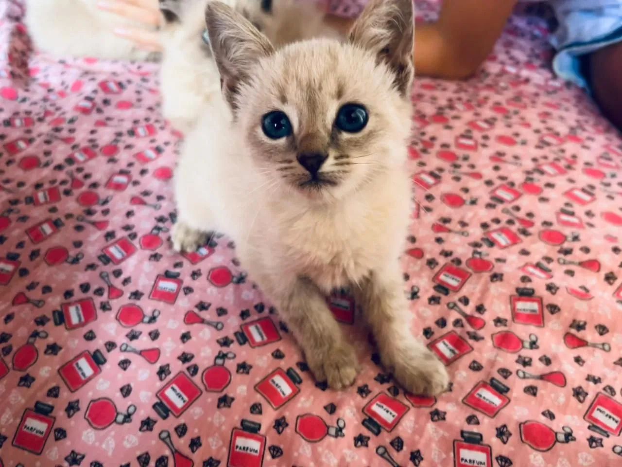Doação de lindos gatinhos.