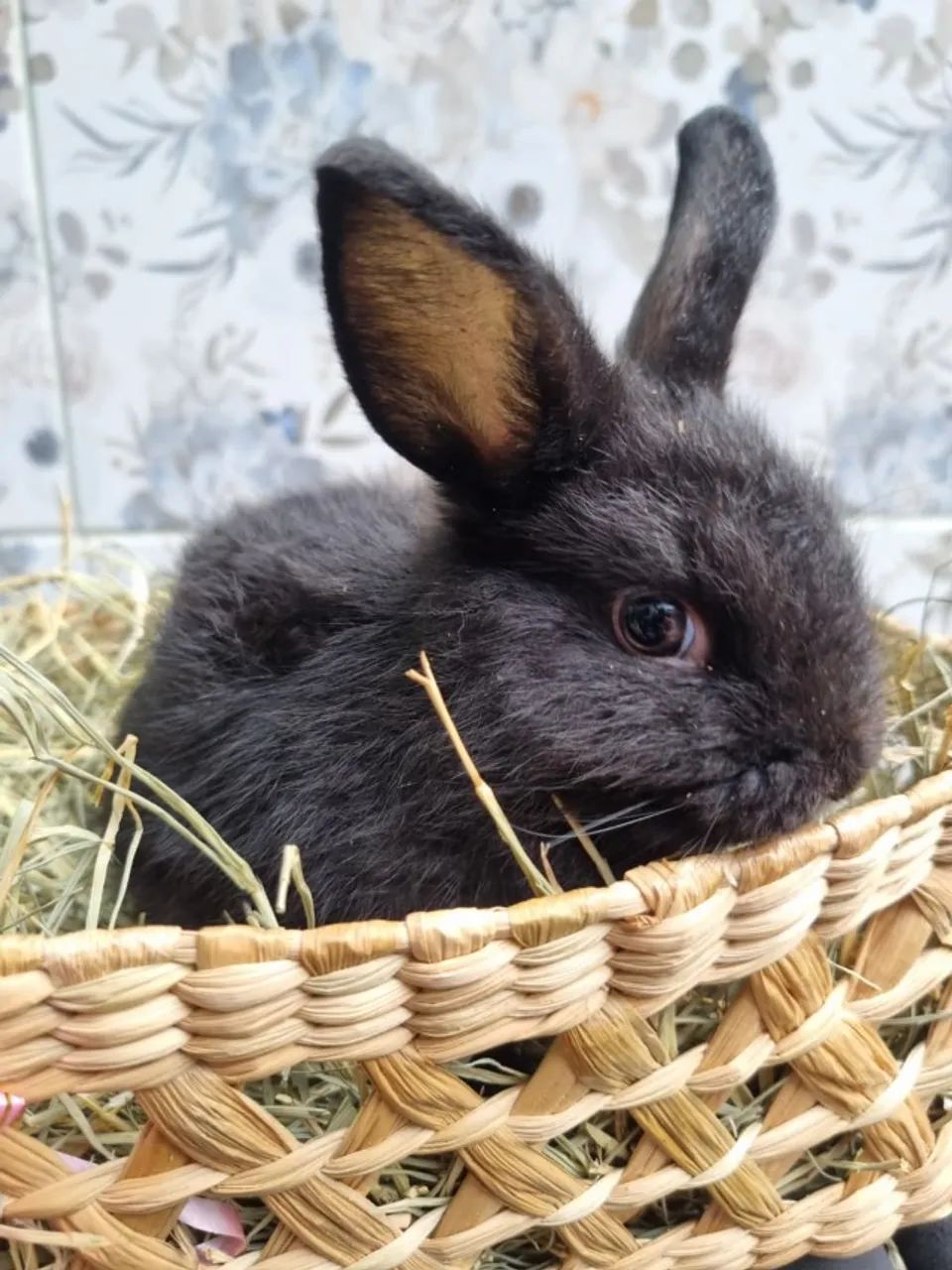COELHOS MINI LINDOS E FOFOS - Foto 4