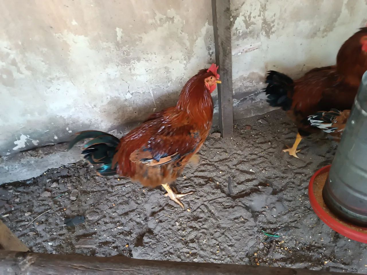 Galo gsb  - Foto 3