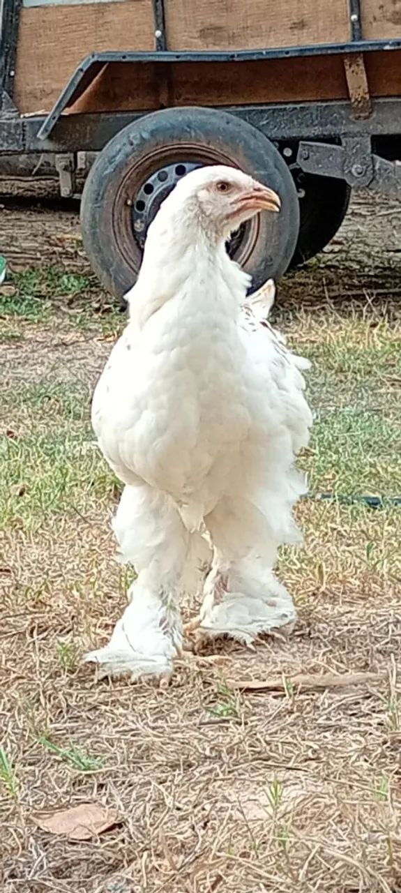 ovos,pintos, frangos e frangas das raças Brahmas. - Foto 4