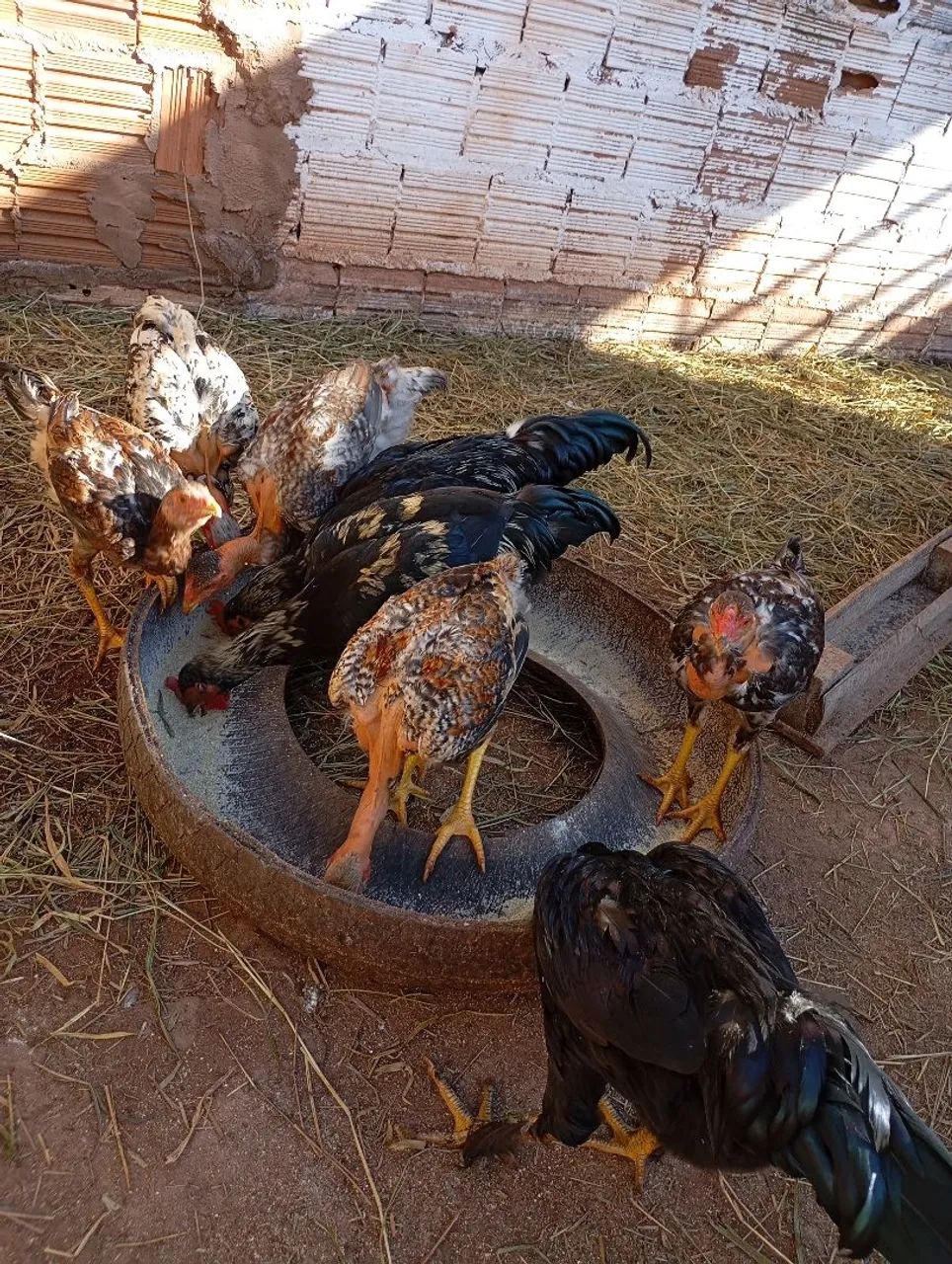 Frango caipira  - Foto 3
