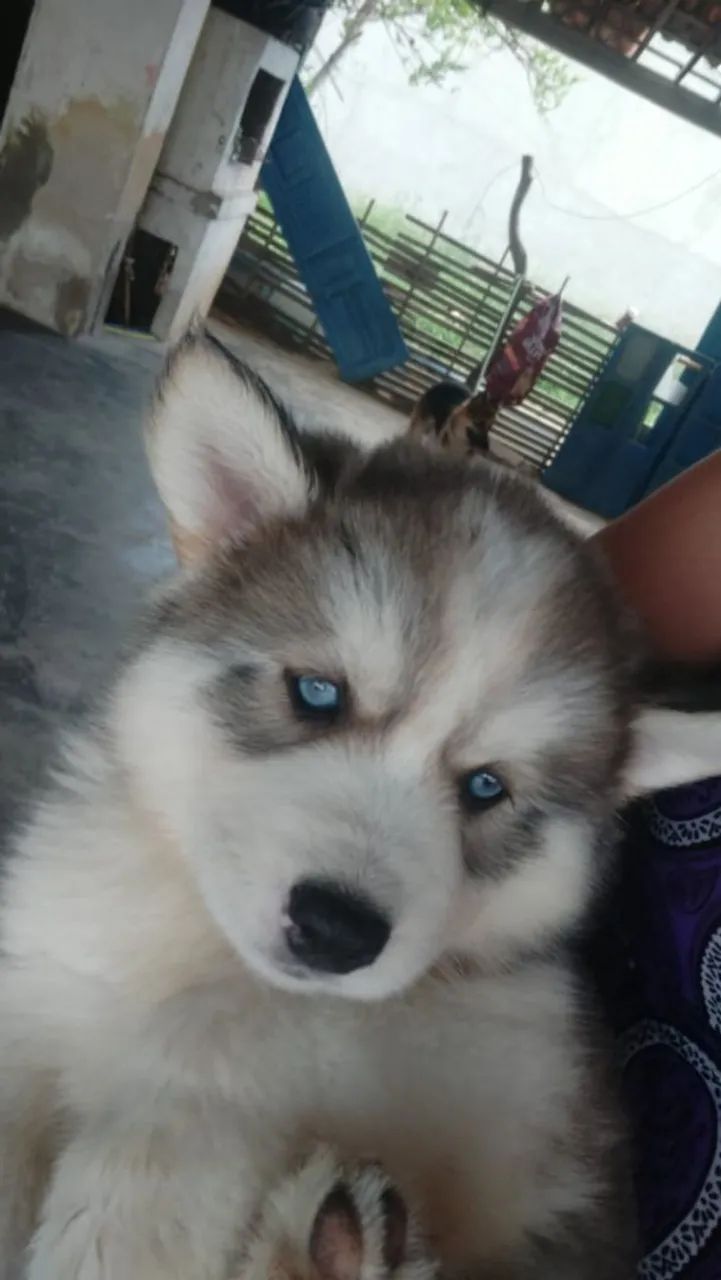 Husky siberiano  - Foto 4