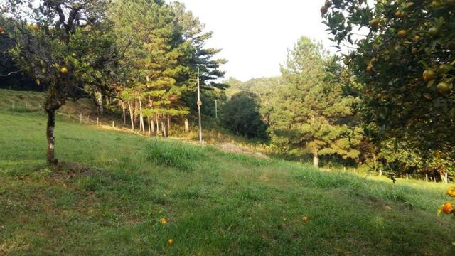 Lindo Sítio na Serra Gaúcha!! - Foto 10