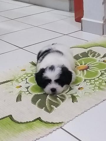 Vendo
