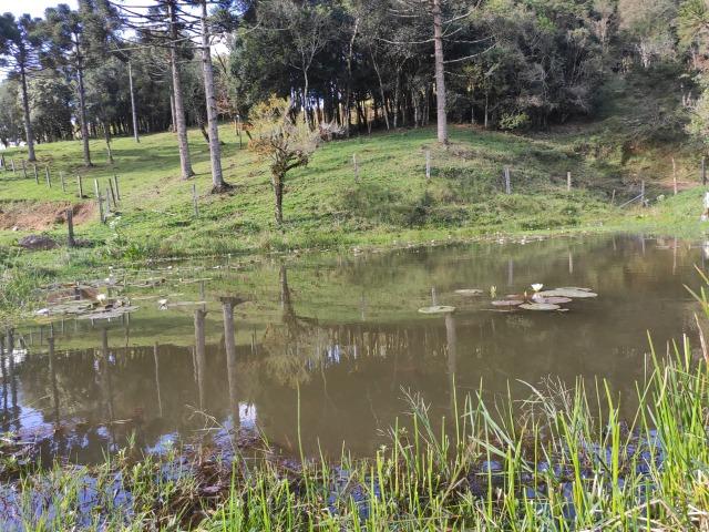 Chácara em São José dos Pinhais 20.000 metros quadrados - Foto 4
