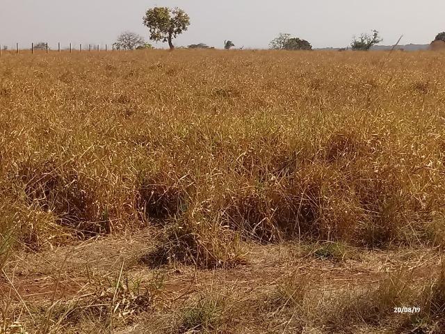 Fazenda abeira do asfalto na estrada da Guia 67 km de Cuiabá - Foto 18