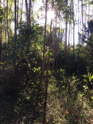 Lindo TERRENO para sítio - Foto 10
