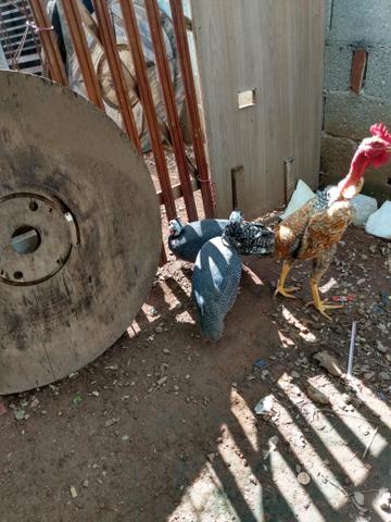 Galinha da Angola - Foto 2