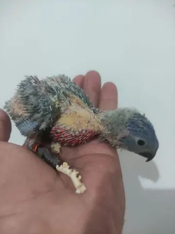 Gaiola 