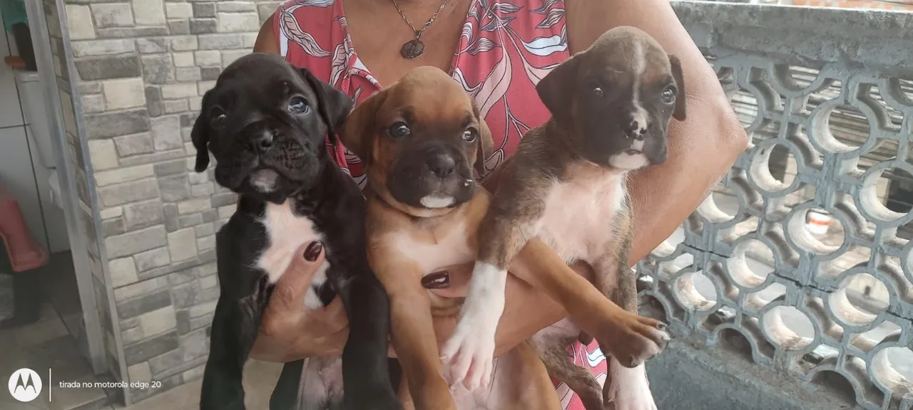 Boxer disponíveis