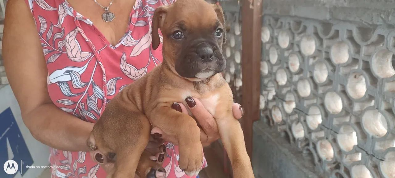 Boxer disponíveis  - Foto 3