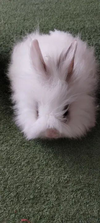 Mini coelho Teddy Dwerg - Foto 3