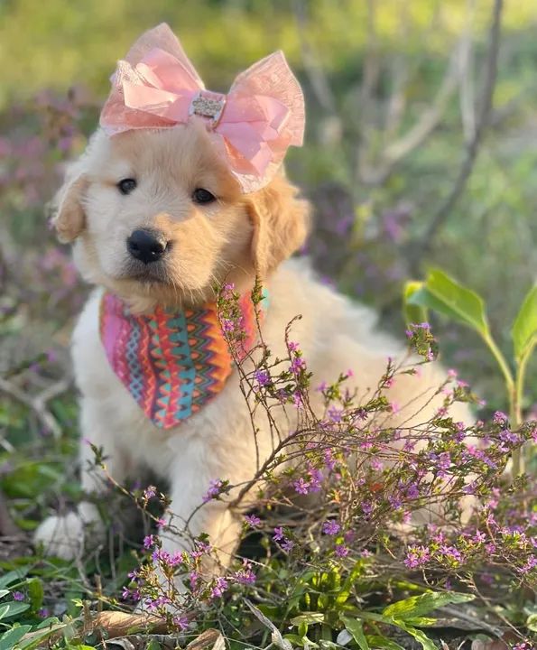 Três filhotes Golden Retriever  - Foto 5
