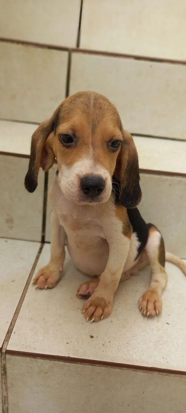 Lindos filhotes Premium - Cachorros e acessórios - Rio Vermelho ...