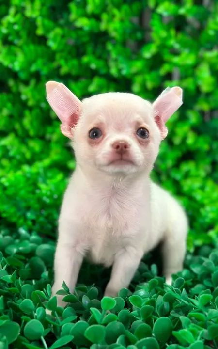 Chihuahua macho micro Pêlo curto olhos claros e nariz marrom 