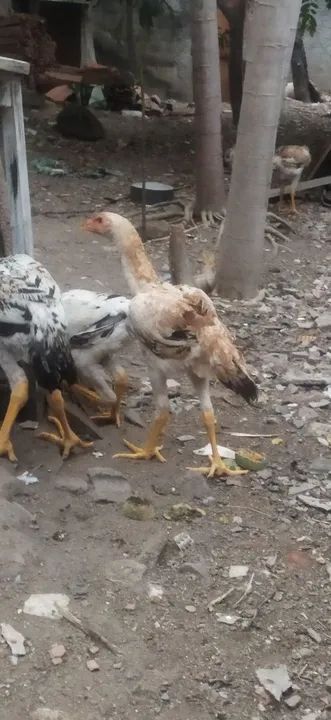 Pintinhos 50 reais  ÍNDIO GIGANTE RJ - Foto 3