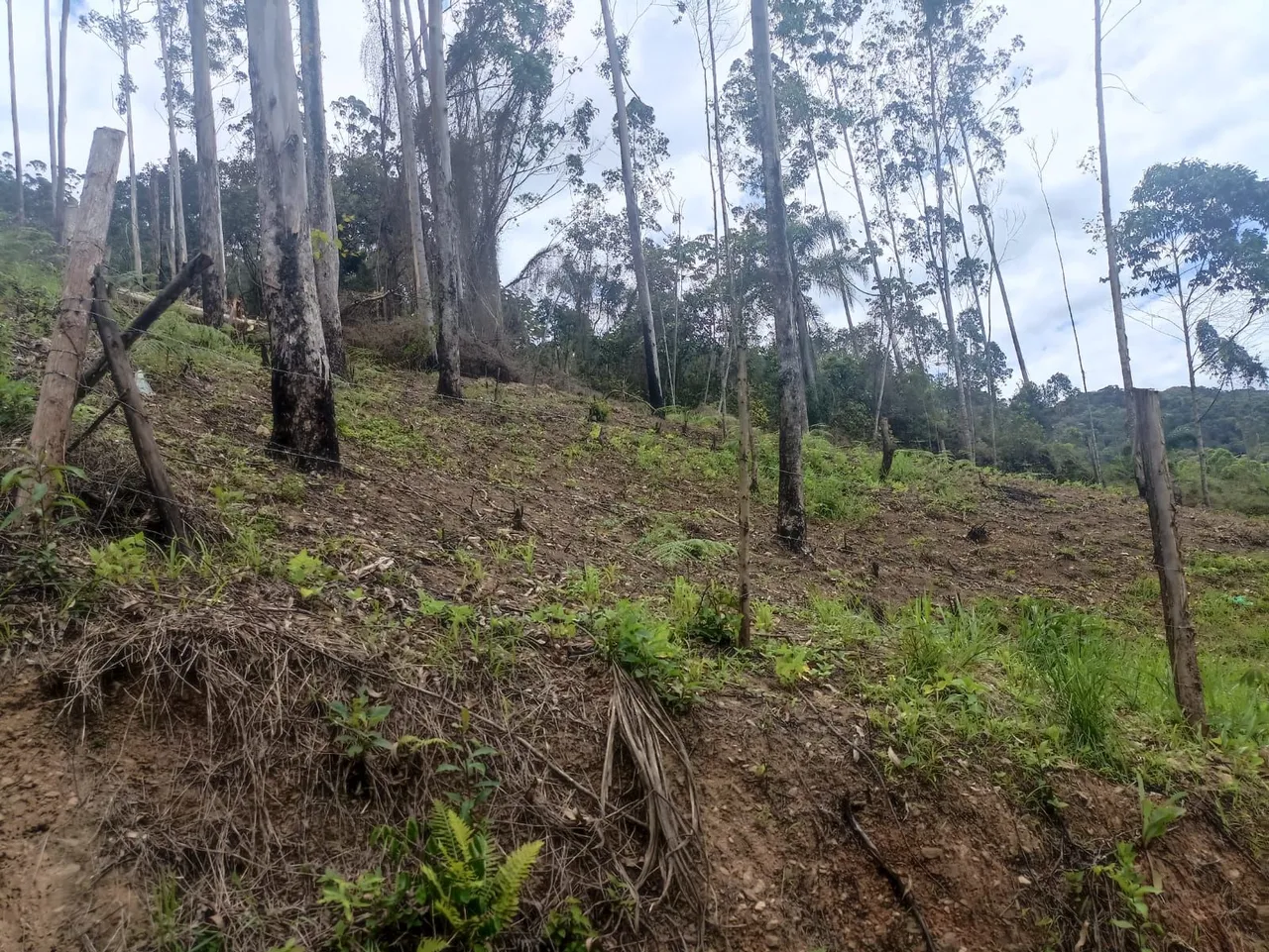Terreno 390 metros quadrados Guabiruba sc