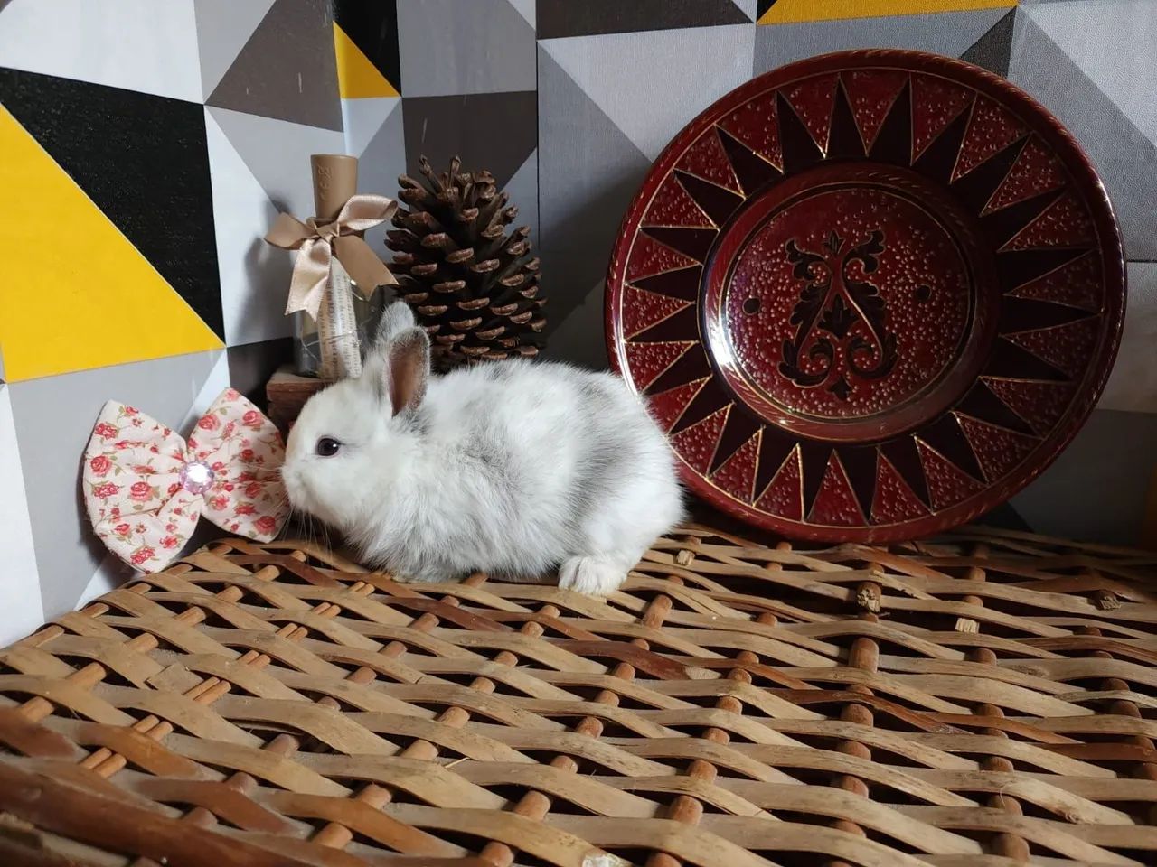 Filhotes Disponíveis de Mini Coelhos Mini Lion  - Foto 2