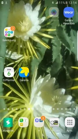 mudas de pitayas zap *