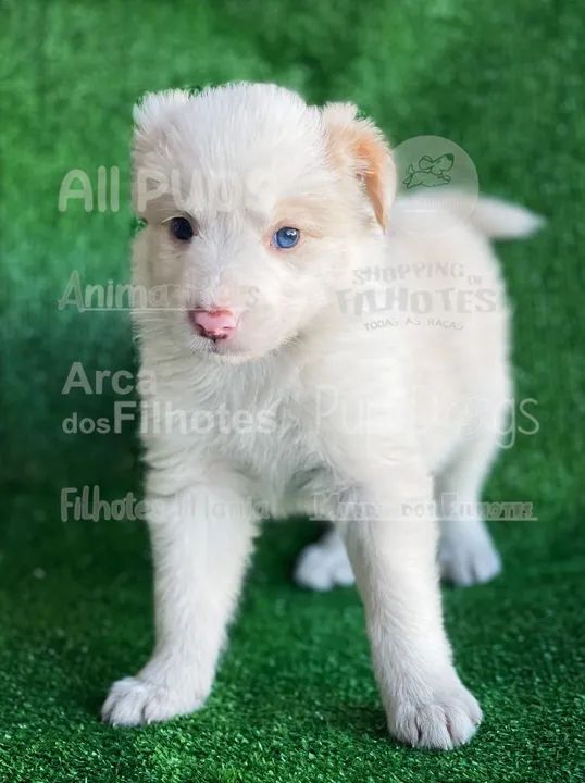 Border Collie - o mais belo e inteligente dos caninos te esperando   - Foto 2